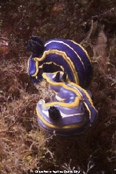 Nudibranchs (Hypselodoris fontandraui) shot in Sesimbra w... by Joao Pedro Tojal Loia Soares Silva 